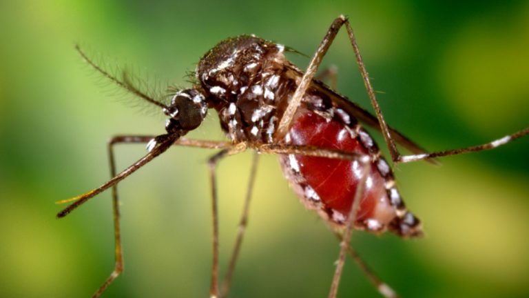 OMS alerta sobre posible propagación global de Chikungunya