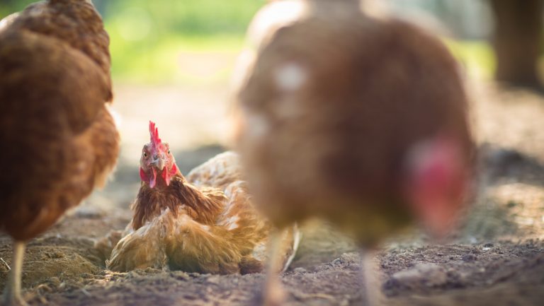 Divorcio con sabor a pollo| La inesperada solución de un juez para poner fin a un matrimonio