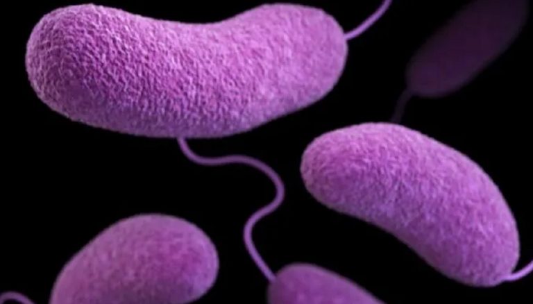 ¿Cómo es la bacteria carnívora que causó ocho muertos en Florida?