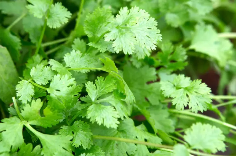 El poder del cilantro: de antiinflamatorio a ansiolítico natural