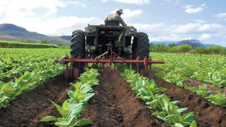 Producción agrícola tiene un crecimiento estable anual del 4,5 al 5 %