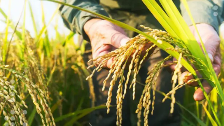Producción de arroz y maíz se incrementan en más de 70%