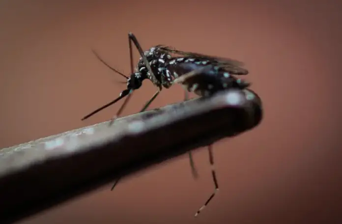 La Secretaría de Salud de Honduras ofreció un balance alentador respecto a la lucha contra el dengue, reportando una reducción del 94%.