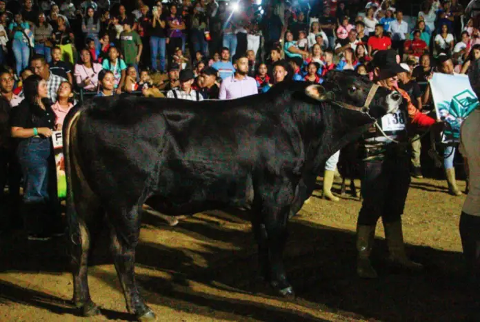 Desde este jueves 13 y hasta el domingo 16 de noviembre la mejor muestra ganadera del municipio Tocópero es exhibida en el parque ferial