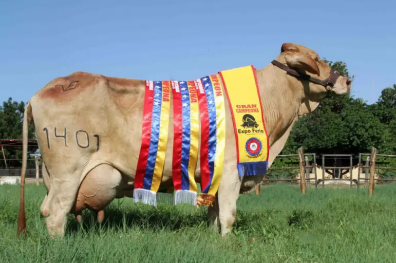 El movimiento en el parque ferial "Don Pablo Saher de Coro" ya empezó para la preparación de la Expo Feria Falcón 2025