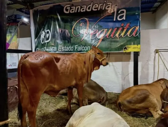 El circuito de las ferias en el estado Falcón amplió su rango este año 2025 y realizó seis eventos que expusieron las bondades pecuarias y ganaderas de la región.