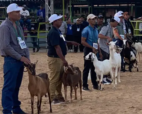 El movimiento en el parque ferial "Don Pablo Saher de Coro" ya empezó para la preparación de la Expo Feria Falcón 2025