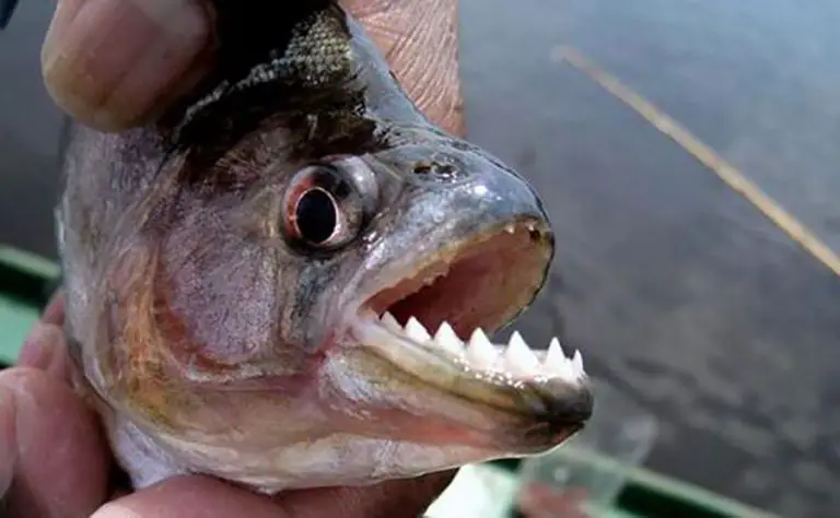 Murió niña atacada por pirañas tras caer al río Amazonas