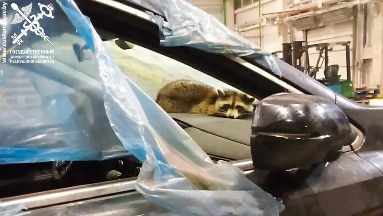 Un mapache viaja en secreto de EE.UU. a Bielorrusia