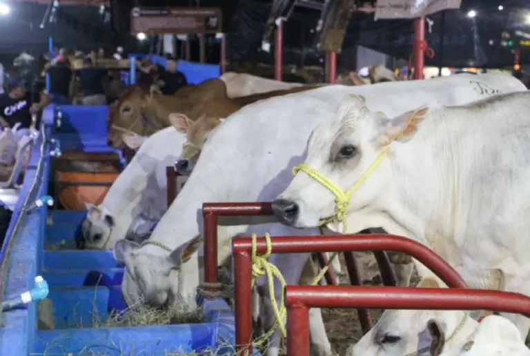 Cinco estados del país presentes en la Expoferia Agrícola, Ganadera y Artesanal Mauroa 2026