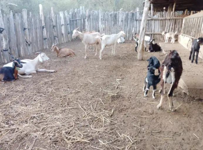 En el territorio del consejo comunal Cubremepa en la comunidad de La Meseta del municipio Miranda impulsan una organización financiera.