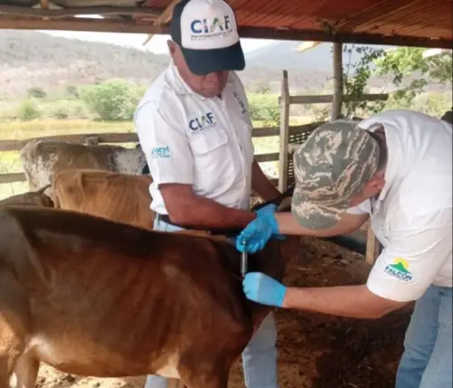 El Centro de Inseminación Asistida Falcón (CIAF) anunció su despliegue activo en el I Ciclo de Vacunación contra la Fiebre Aftosa 2026.