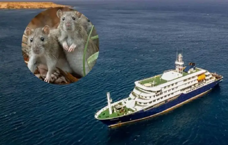 OMS reporta siete casos de hantavirus en el crucero Hondius con tres fallecidos