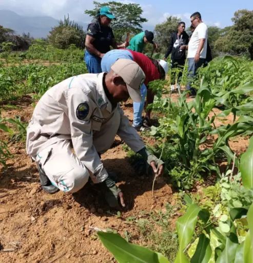 En el marco de la celebración del vigésimo aniversario de la Misión Árbol se ejecutó una Jornada Nacional de Plantación en la ciudad de Coro.
