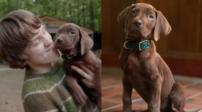 Netflix puso en marcha Scooby-Doo: una serie live-action que por primera vez en la franquicia presentó a Scooby-Doo como un perro real.