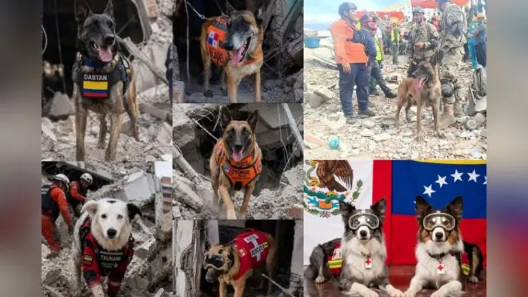 Conozca a los perros rescatistas que desafían el peligro entre los escombros