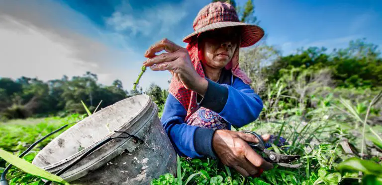 Crisis amenaza con dejar a 14 millones de latinoamericanos sin alimentos