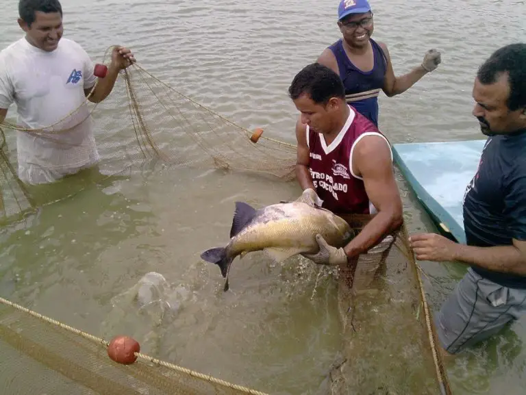 Prohibida la pesca de Cachama y Camarón hasta julio