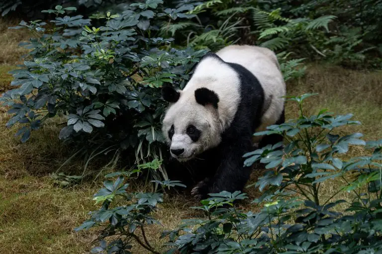 Fallece el panda más viejo del mundo