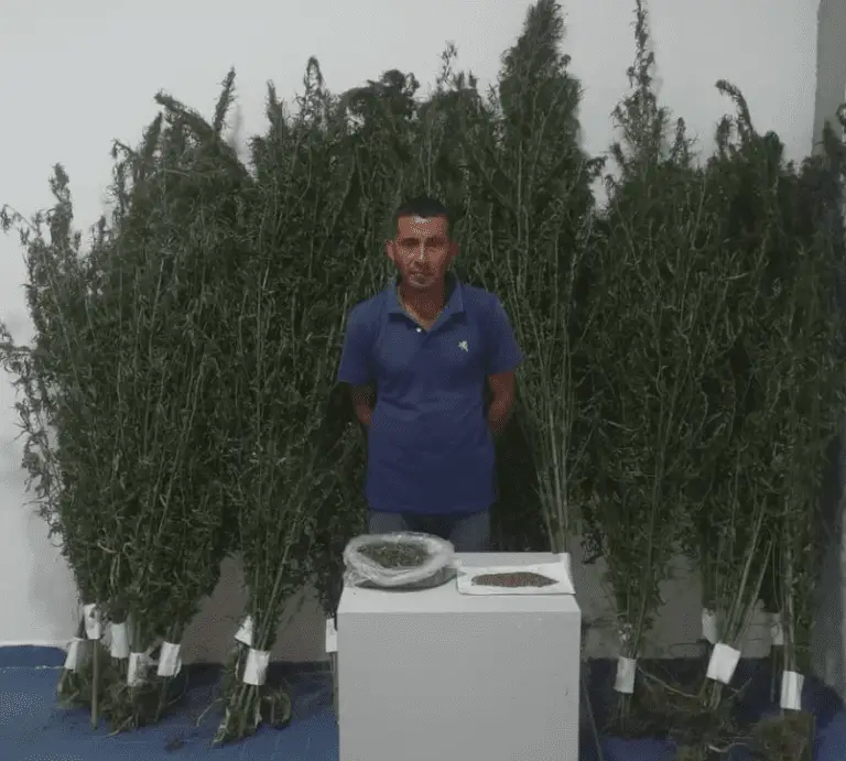 Detienen al agricultor de la droga con 105 plantas de marihuana