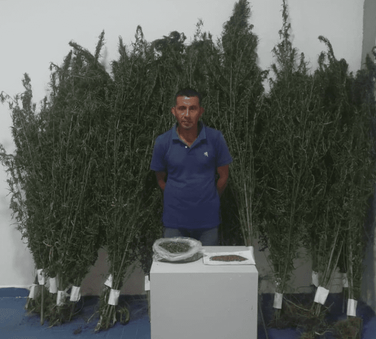 Con 105 plantas de marihuana detienen a un hombre en Acarigua