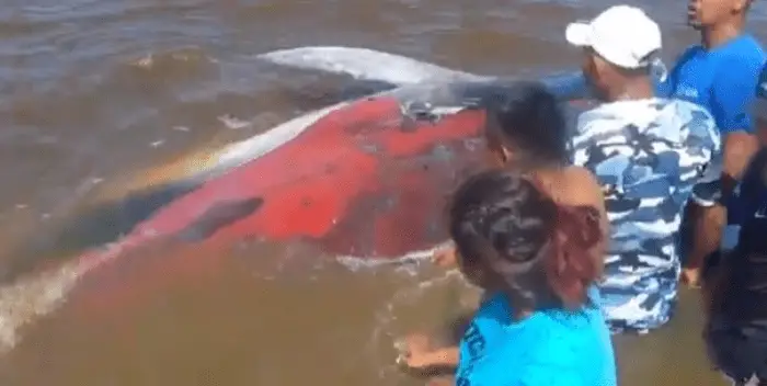 Así salvan a ballena varada en Delta Amacuro